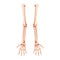 Arms Skeleton Human front view. Set of hands, forearms, humerus, ulna, radius, phalanges Anatomically correct realistic