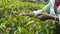 Arms of woman harvests tea from green bushes at farm. Female hands of local worker picks fresh leaves at plantation