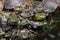 Army of frogs and turtles in a pond