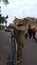 Army sergeant securing the area where the Invictus Games was held in Sydney, NSW, Australia