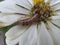 army worm burrowing into a white zinnia