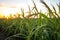 armyworms in a cornfield during dusk