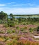 Arne Heathland, Dorset with views across harbour to the islands