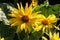 Arnica or Balsamroot flower close up.