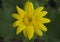 Arnica cordifolia