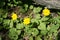 Arnica cordifolia in Bloom