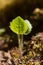 Arnica cordifolia - Heart Leaved Arnica