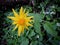 Arnica Flower, Heartleaf, close up macro in Banff National Park, Canada