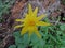 Arnica Flower, Heartleaf, close up macro in Banff National Park, Canada