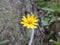 Arnica Flower, Heartleaf, close up macro in Banff National Park, Canada