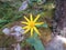Arnica Flower, Heartleaf, close up macro in Banff National Park, Canada