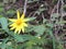 Arnica Flower, Heartleaf, close up macro in Banff National Park, Canada