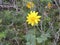 Arnica Flower, Heartleaf, close up macro in Banff National Park, Canada