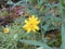 Arnica Flower, Heartleaf, close up macro in Banff National Park, Canada