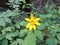 Arnica Flower, Heartleaf, close up macro in Banff National Park, Canada