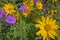 Arnica flowers Sticky Geranium wildflowers sunflowers wild sunflower