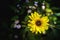 Arnica herb blossom on a dark background