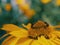 Arnica montana, also known as wolf`s bane, leopard`s bane, mountain tobacco and mountain arnica. Arnica montana is used as an