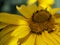 Arnica montana, also known as wolf`s bane, leopard`s bane, mountain tobacco and mountain arnica. Arnica montana is used as an