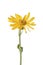 Arnica Montana flower