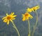 Arnica montana medicinal plant