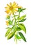 Arnica montana medicinal plant isolated on white background. Generative AI illustration in watercolor style