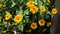 Arnica mountain. A bush of beautiful yellow flowers. Medicinal plant