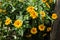 Arnica mountain. A bush of beautiful yellow flowers. Medicinal plant