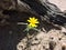 Arnica in New Mexico