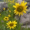 Arnica and Sticky Geranium wildflowers