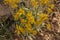 Arnica Wildflowers Bloom in Bryce Canyon