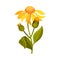 Arnica Yellow or Orange Flower Head with Long Ray Florets on Green Stem Vector Illustration