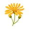 Arnica Yellow or Orange Flower Head with Long Ray Florets on Green Stem Vector Illustration