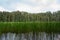 Arohaki Lagoon in Whirinaki Conservation Park, Bay of Plenty, New Zealand