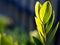 Aroid Palm, Arum Fern leaves in the morning sunlight