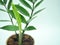 Aroid Palm or Arum fern pot plant
