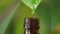 Aroma essential oil from peppermint in the bottle with fresh green mint leaf