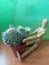 aroma green, A wooden is holding a cactus on a wooden surface.the jar is decorated, colorful, decorations, on the table