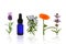 Aromatherapy Herbs and Flowers