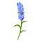 Aromatherapy lavender icon, cartoon style