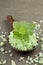 Aromatherapy salt spa. peppermint on green salt spa in wooden sp
