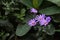 Aromatic aster flowers, New England aster.