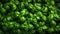 Aromatic Basil Herbs Horizontal Background.