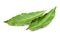 Aromatic Bay leaves ( laurel )