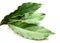 Aromatic Bay leaves ( laurel )