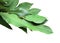 Aromatic Bay leaves ( laurel )