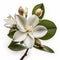Aromatic Charm: The Enchanting Jasmine Flower