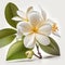 Aromatic Charm: The Enchanting Jasmine Flower