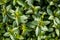 Aromatic chocolate mint plants for botanic wallpaper, top view