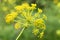 Aromatic Dill or Fennel  blossoming. Plant with yellow- green flower head against natural blur background. Macro